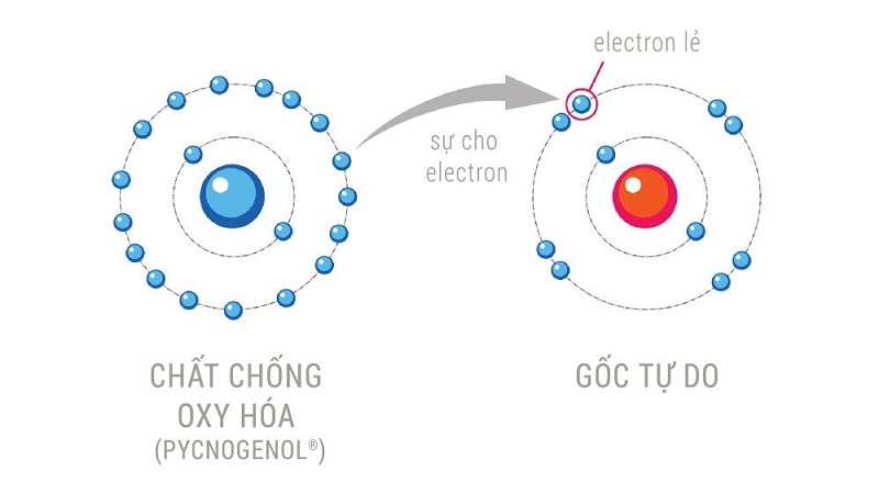 Chất chống oxy hoá cho các electron giúp trung hoà gốc tự do